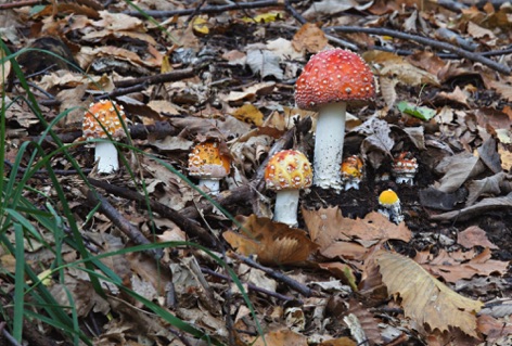 Amanita muscaria